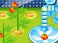 Tomaten anbauen