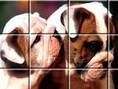Hunde-Puzzle