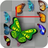 Kyodai-Schmetterlinge Deluxe